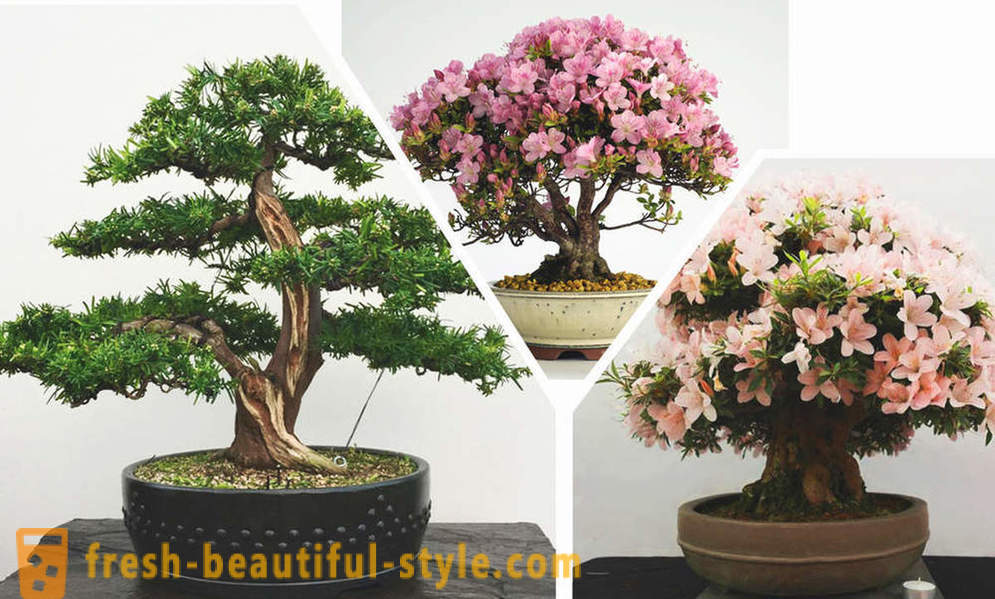 Supaprastinti štai bonsai: iš Rytų stiliaus taisykles interjero
