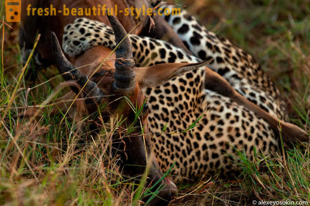 Leopardas Medžioklė