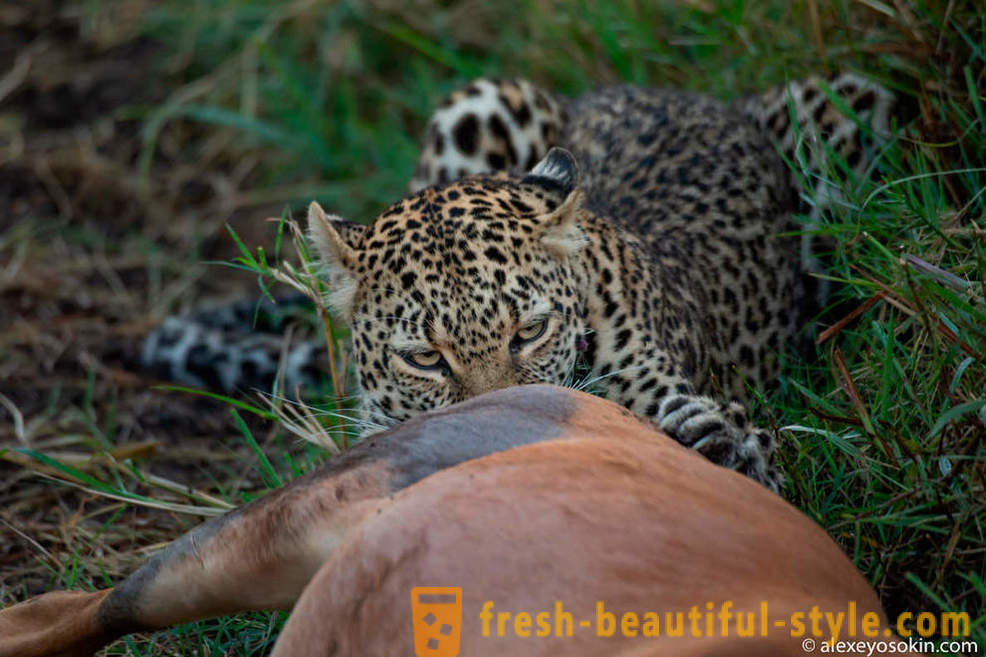 Leopardas Medžioklė