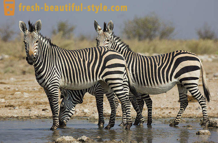 Kokios spalvos yra zebras ir kodėl ji juostelės