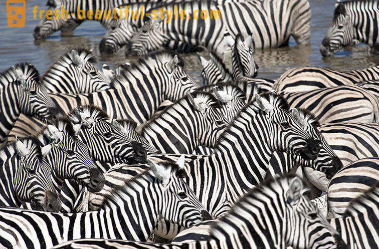 Kokios spalvos yra zebras ir kodėl ji juostelės