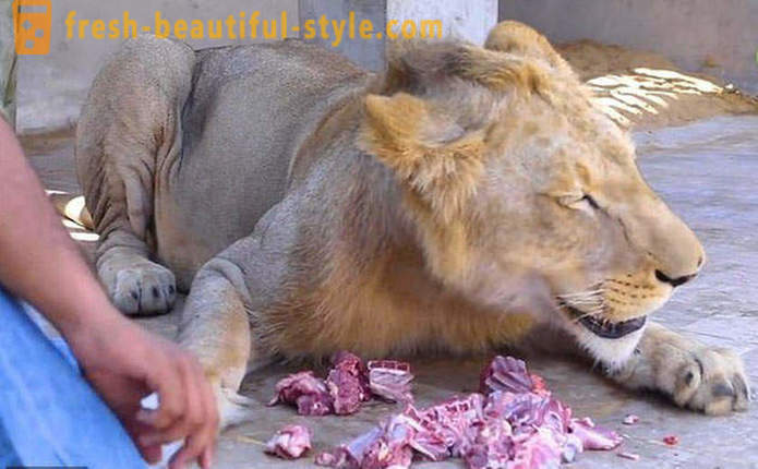 Du broliai iš Pakistano atnešė liūtą vardu Simba
