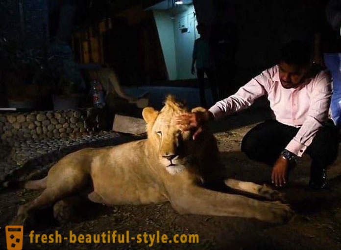 Du broliai iš Pakistano atnešė liūtą vardu Simba