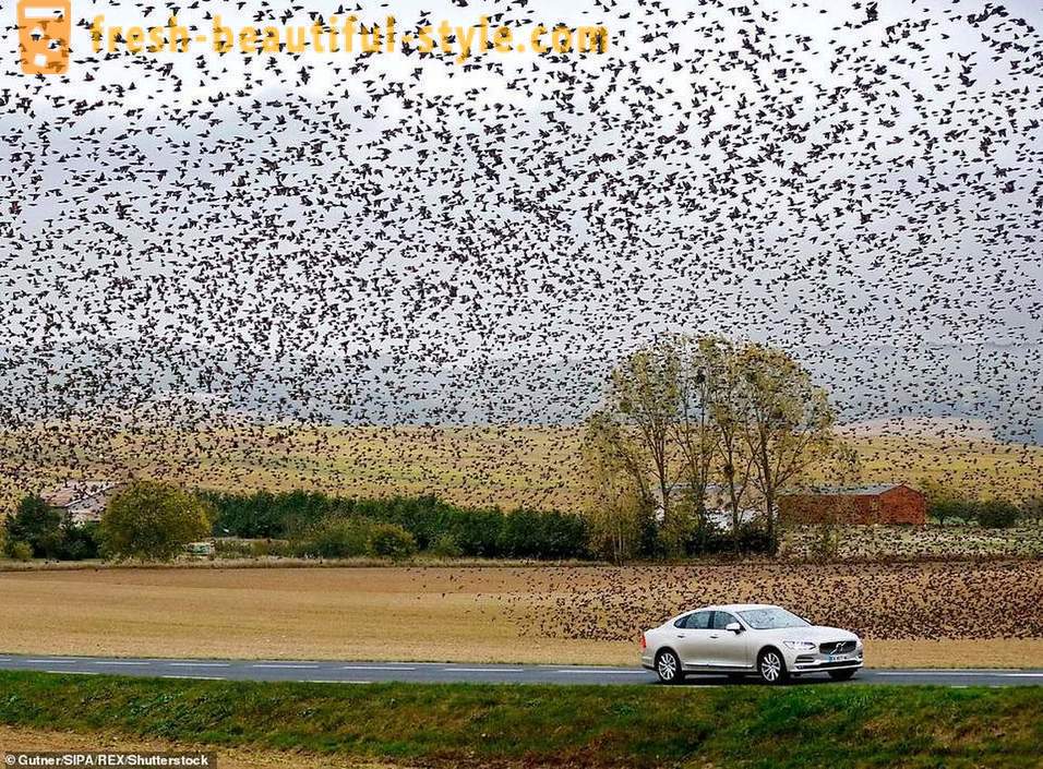 Šimtai tūkstančių varnėnų užtvindė dangus Prancūzijos kaime