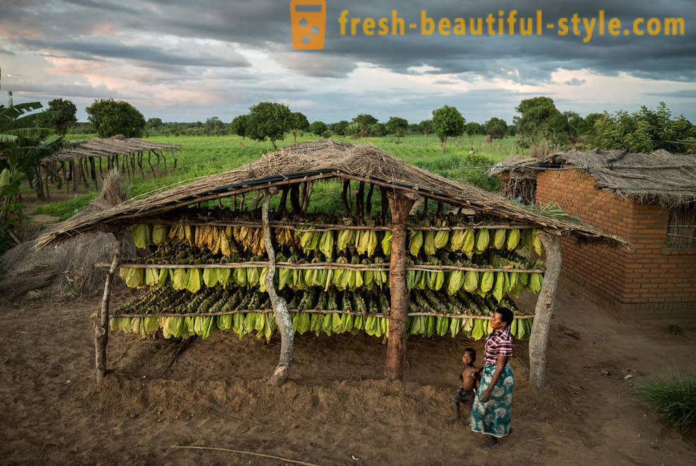 Malavio tabako plantacija