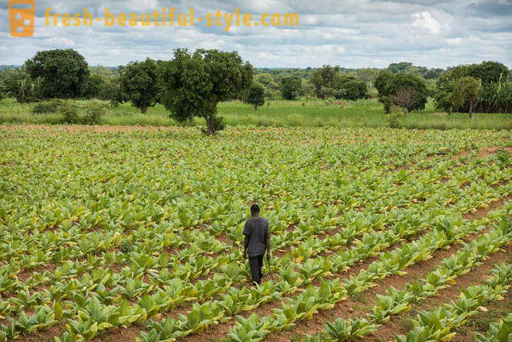 Malavio tabako plantacija