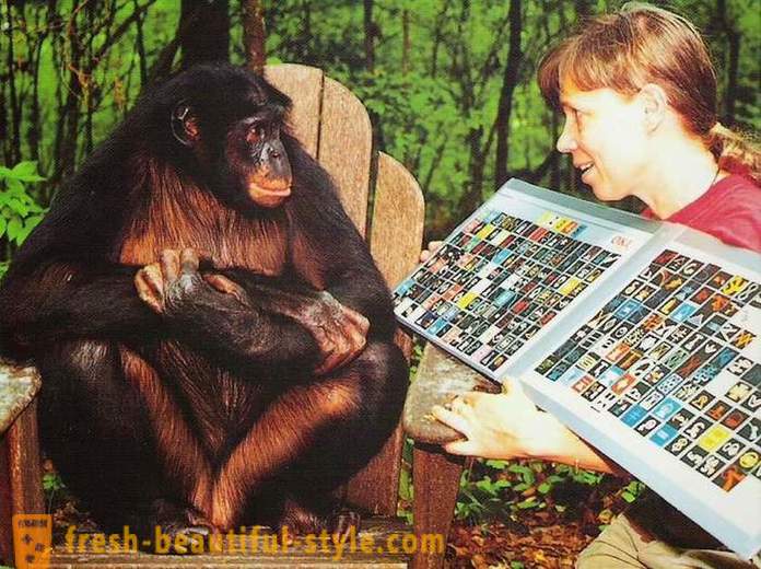 Beždžionės, kurioje žmonės mokomi kalbėti