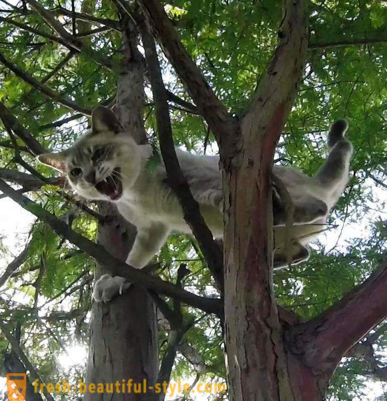 Amerikos pensininkų, laipiojimo medžių, gelbsti kates