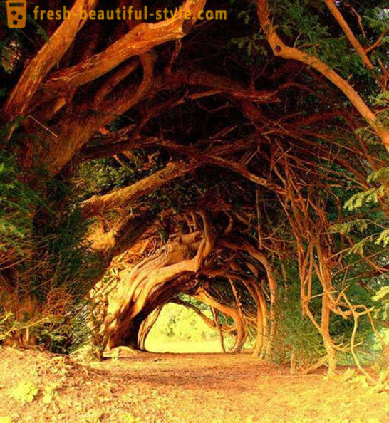 Įdomiausia tuneliai medžių