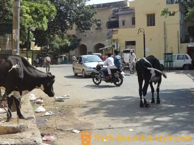 Benamiai karvės - viena iš Indijos problemų