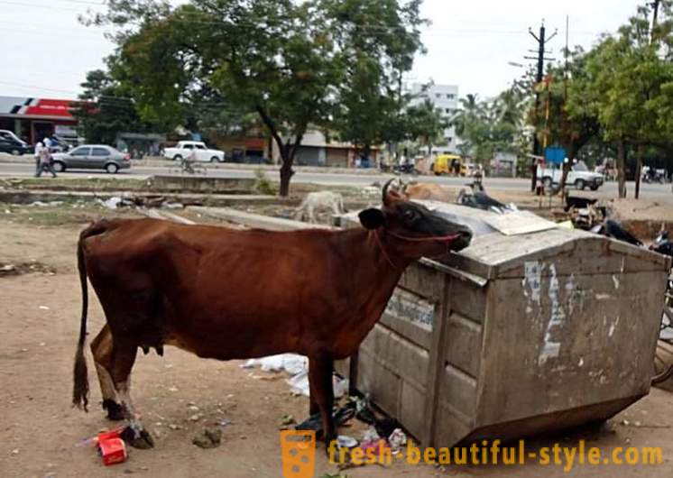 Benamiai karvės - viena iš Indijos problemų