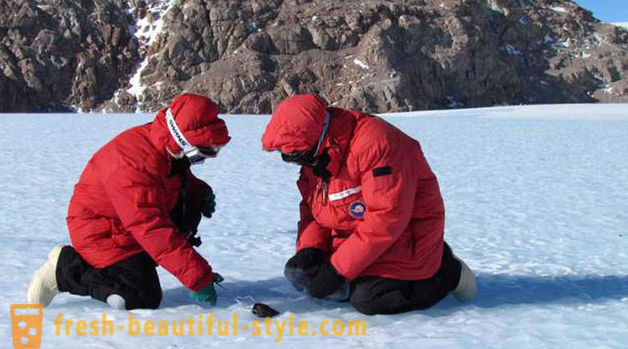 Kas yra toks šokiruojantis, mokslininkai nustatė, Antarktida