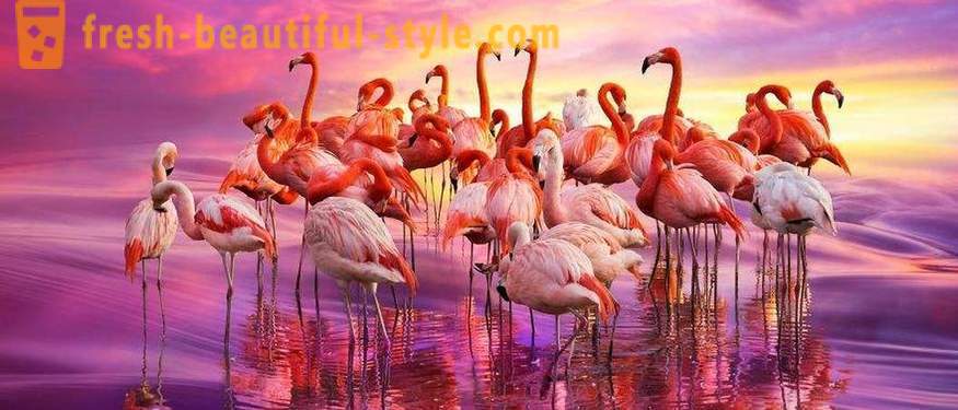 Flamingas - kai iš seniausių rūšių paukščių