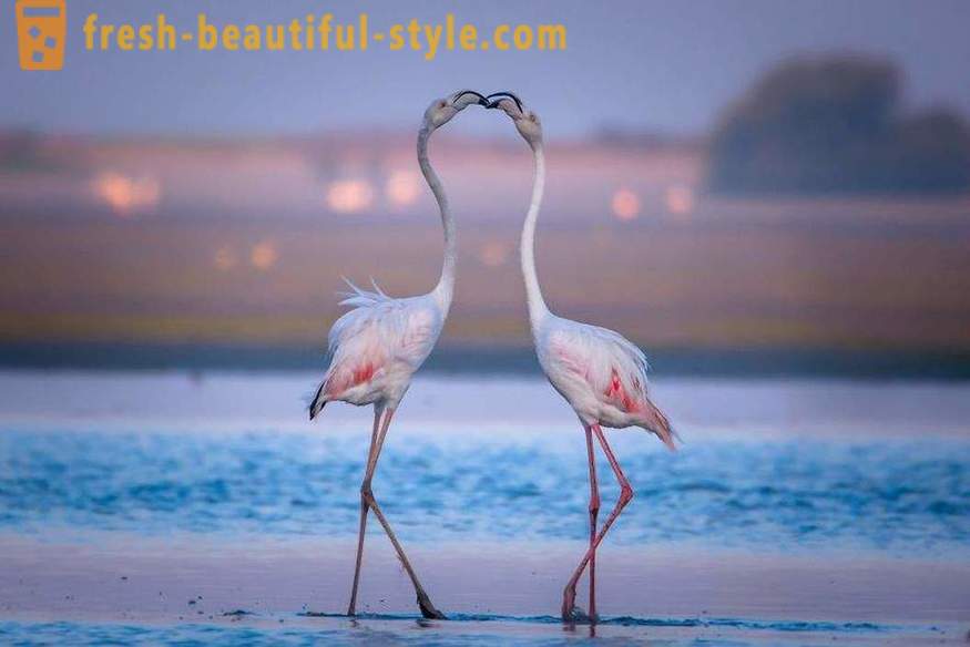 Flamingas - kai iš seniausių rūšių paukščių
