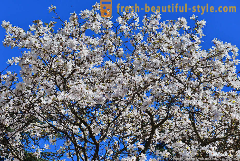 Gražios žydi magnolija Krymo