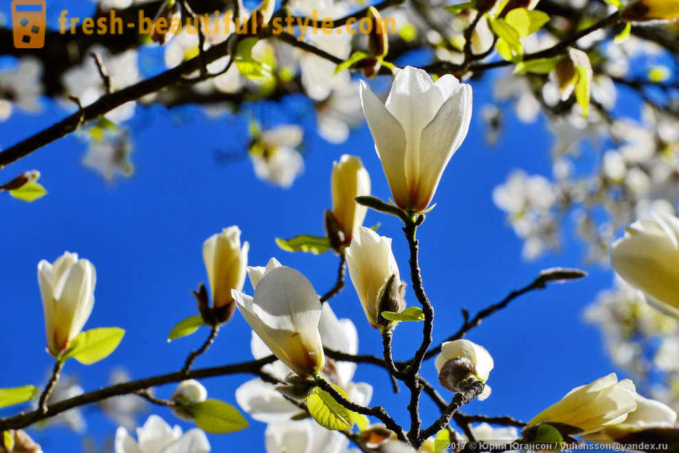 Gražios žydi magnolija Krymo