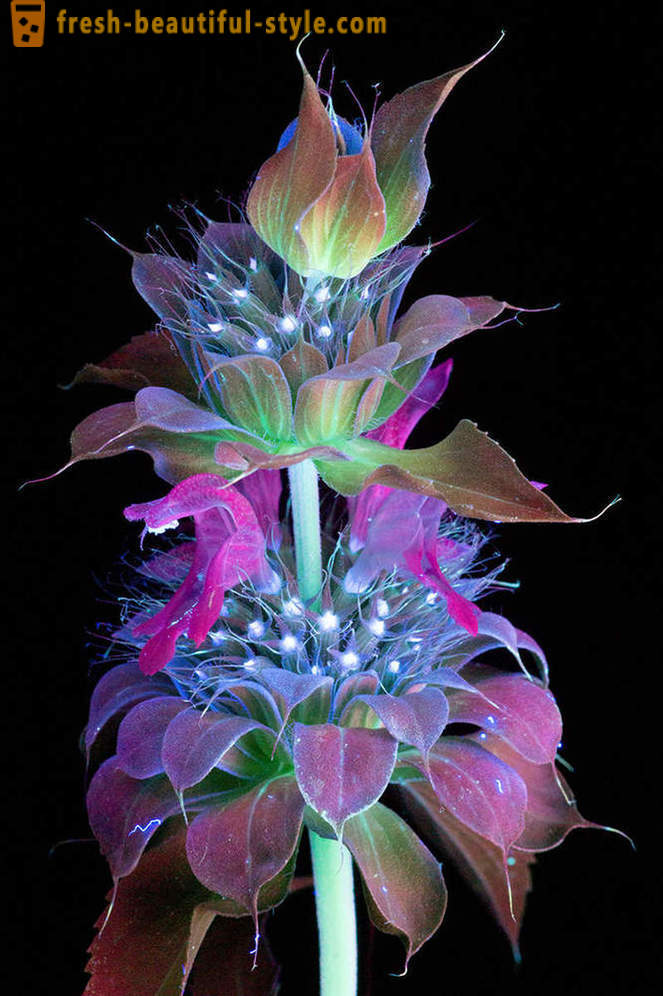 Apakinti nuotraukos gėlių, apšviesti ultravioletine šviesa
