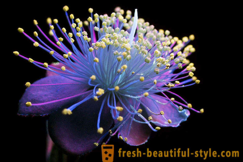 Apakinti nuotraukos gėlių, apšviesti ultravioletine šviesa