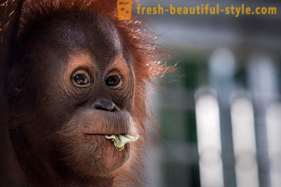 Orangutangų Indonezija