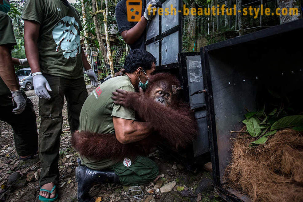 Orangutangų Indonezija