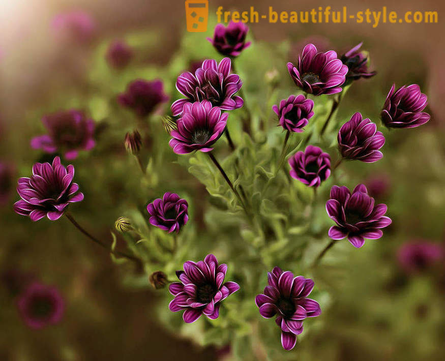 Gėlių makro fotografijos grožį. Gražios nuotraukos gėlių.