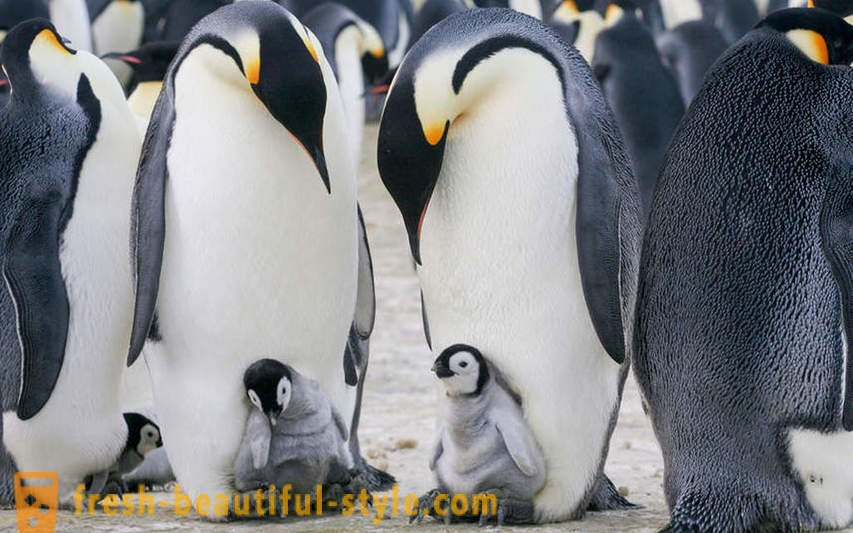 Kaip vyrai Emperor pingvinai rūpintis jų palikuonių