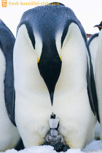 Kaip vyrai Emperor pingvinai rūpintis jų palikuonių