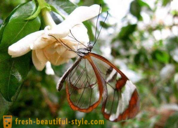 Neįtikėtinai drugelis stiklasparniai