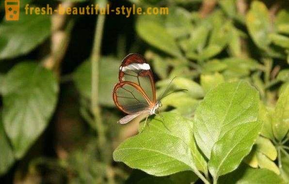 Neįtikėtinai drugelis stiklasparniai