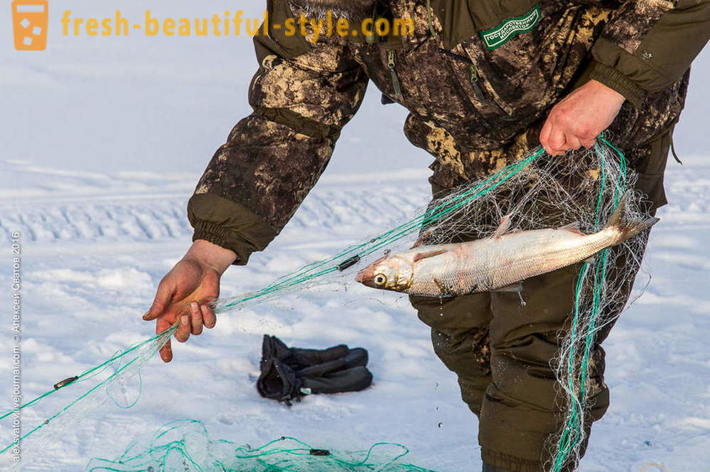 Kaip rybinspektory ant Baikalo