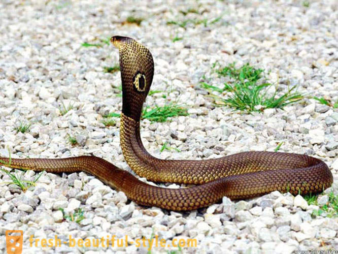 Pavojingiausi gyvatės pasaulyje