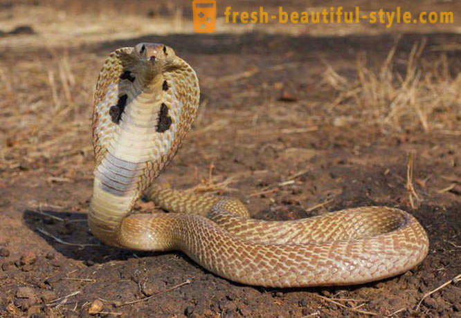 Pavojingiausi gyvatės pasaulyje