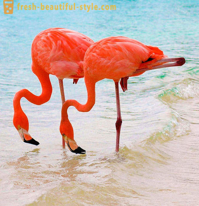 Šalis rožinių flamingų