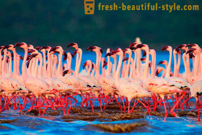 Šalis rožinių flamingų