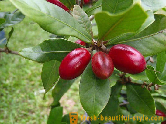 20 egzotiškų vaisių, kurie nežinojo