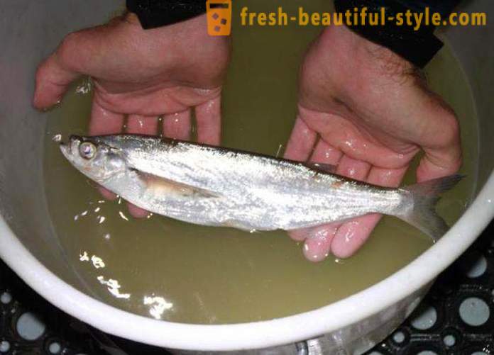 Kai įprasta žuvis sabrefish? Kaip virėjas žuvies sabrefish?