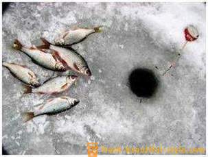 Kuojų žvejyba žiemą. Reikmenys gaudyti kuojų žiemą