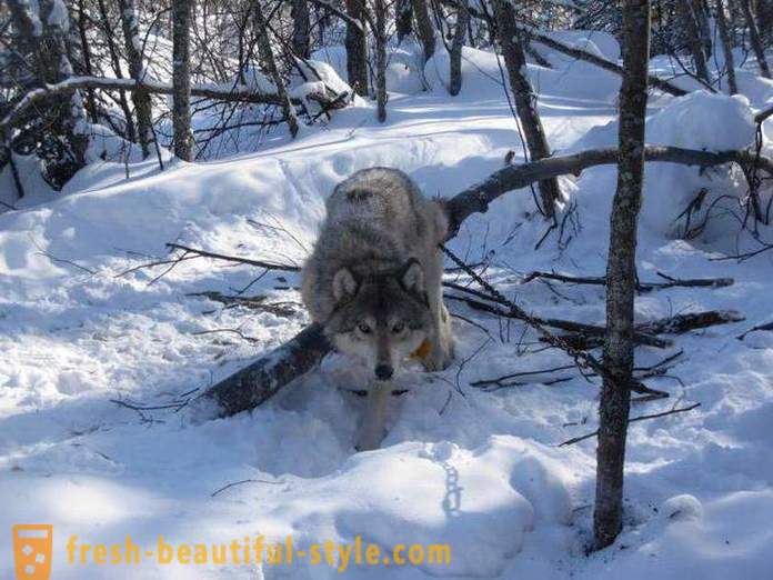 Vilkų medžioklės. Metodai medžioklės vilkai