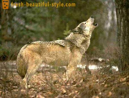 Vilkų medžioklės. Metodai medžioklės vilkai