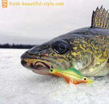 Žvejyba žiemą rokeris. Žvejybos būdas ant buomas