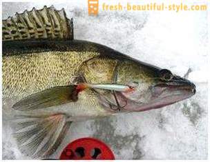 Žvejyba žiemą rokeris. Žvejybos būdas ant buomas